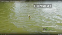 BioSpawn PlasmaTail Video
