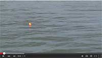 Bomber Saltwater Grade Paradise Popper X-Treme Video