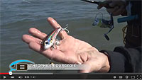 Bomber Mullet Lipless Crankbait 3 1/2 Spot Tail Pogy 5/8 oz