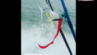 Fat Cow Fishing Jig Strips Eel Tail Video