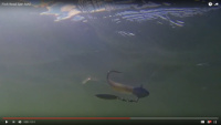Fish Head Spin Video
