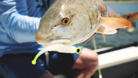 Trout Eye X Jighead