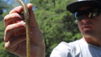 Gary Yamamoto Kut Tail Worm Series Video