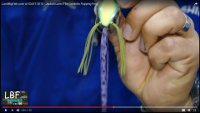 Jackall Gavacho Frog Video