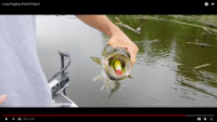 Strike King KVD Popping Perch Video