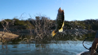Mojo Bass Glass Series Casting Rods
