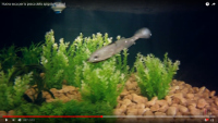 RT Shad (Real Thing Shad)