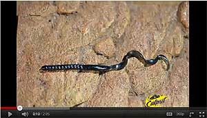 Culprit Original Culprit Worm Video