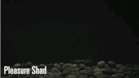 Pleasure Shad