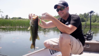 Lunkerhunt Pocket Frog Video