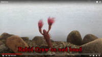 Rabid Craw