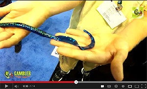 Gambler Ribbon Tail Worm Video