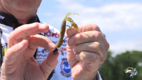 Gary Yamamoto Fat Baby Craw Video