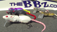 Spro BBZ-1 Rat Video