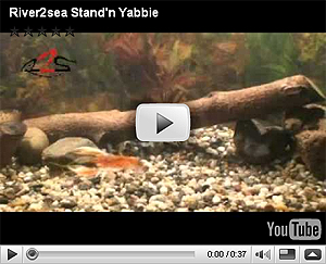 River2Sea Stand'n Yabbie Video
