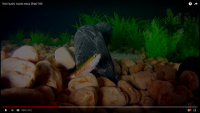 Molix Shad 100