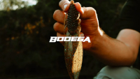 Bodega