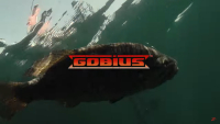 Z-Man Gobius Swimbait Video