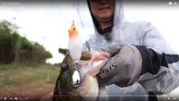Maracker Frog