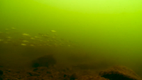 Bomber Fat Free Shad Jr. Video