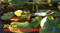 Zoom Hollow Body Frog