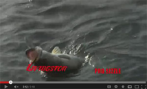 Pro-Sizzle Saltwater Series